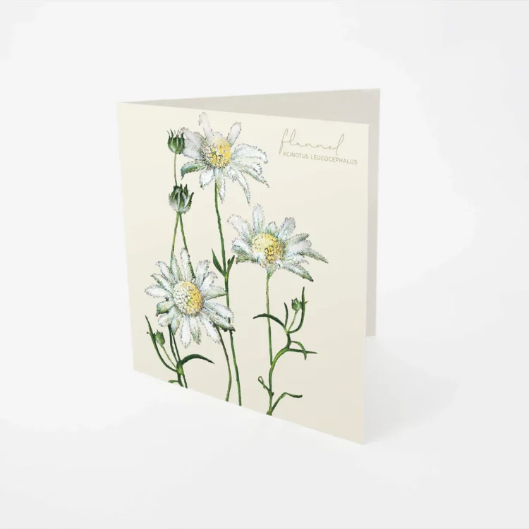 Card - Flannel Flower - Image 3